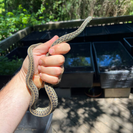 Florida Blue Garter Snake Adult Female #3 (Thamnophis sirtalis similis)