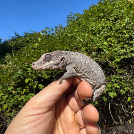 Gargoyle Gecko Adult Female #4 (Rhacodactylus auriculatus)