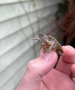 Texas Map Turtle Baby (Graptemus versa)