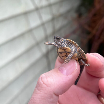 Texas Map Turtle Baby (Graptemus versa)