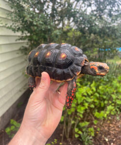 37F92E6D 7A4F 438B 9BCB 47624124900B 1024x 247x296