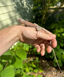 3A345EF9 CF95 4137 83DB E8A26E09281D 1024x 247x296