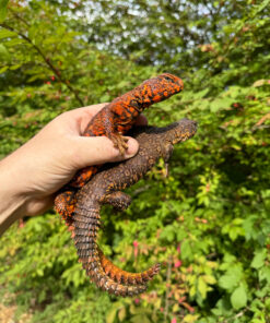Super Red Niger Uromastyx Adult Pair #3 (Uromastyx geyri)