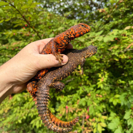 Super Red Niger Uromastyx Adult Pair #3 (Uromastyx geyri)