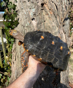 Barbados Red Foot Tortoise Adult Pair #3 (Chelonoidis carbonaria)