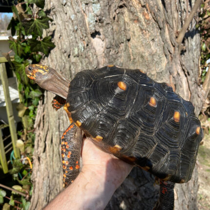 Barbados Red Foot Tortoise Adult Pair #3 (Chelonoidis carbonaria)