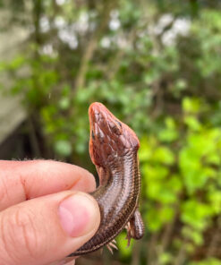 Broad-headed Skinks (Plestiodon laticeps)