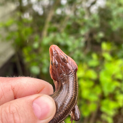 Broad-headed Skinks (Plestiodon laticeps)
