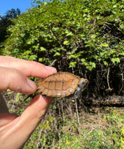 3E54196C DC7F 47A8 B2AC 0C78E5A235E4 1024x 247x296