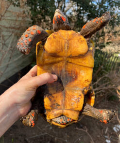 Barbados Red Foot Tortoise Adult Pair (Chelonoidis carbonaria)