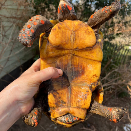 Barbados Red Foot Tortoise Adult Pair (Chelonoidis carbonaria)