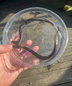 Lesser Dwarf Siren (Siren intermedia)