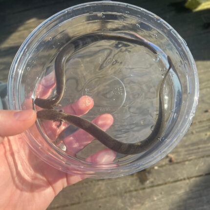 Lesser Dwarf Siren (Siren intermedia)