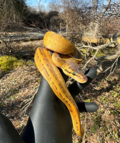 43462D4B 0C22 4E50 8BD0 1281DA3499BF 1024x 247x296