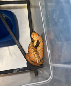 Amazon Tree Boa Baby 2023 CB #2 (Corallus hortulanus)
