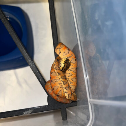 Amazon Tree Boa Baby 2023 CB #2 (Corallus hortulanus)
