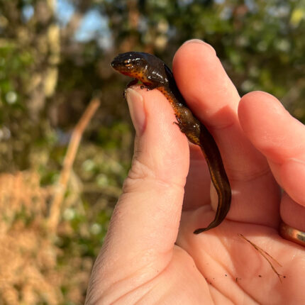 Penninsula Newts (Notophthalmus viridescens piaropicola)