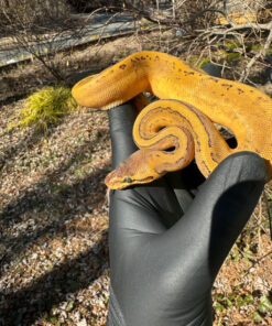 Pastel Pinstripe Low White Pied Ball Python Female #1 (Python regius)