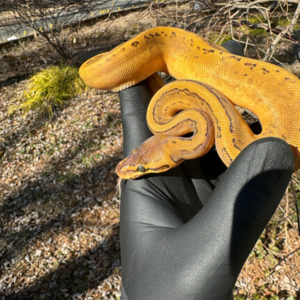 Pastel Pinstripe Low White Pied Ball Python Female #1 (Python regius)