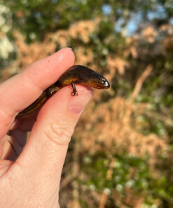 48238C8C 0E13 43F6 ABE6 49C7CC7E9B8E 1024x 247x296