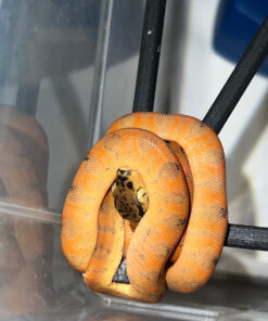 Amazon Tree Boa Baby 2023 CB #3 (Corallus hortulanus)
