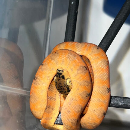 Amazon Tree Boa Baby 2023 CB #3 (Corallus hortulanus)