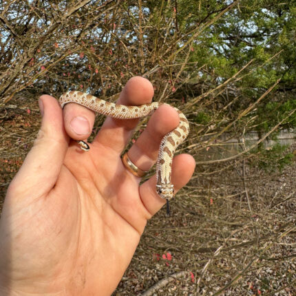 Alternative view of Anaconda Western Hognose Snake Female #3 (Heterodon nasicus)
