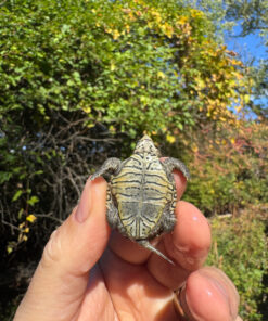 Hi White Concentric Diamondback Terrapin 2025 #3 (Malaclemys terrapin) Temp Sexed Female