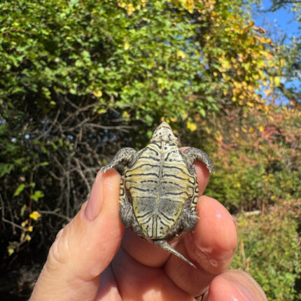 Hi White Concentric Diamondback Terrapin 2025 #3 (Malaclemys terrapin) Temp Sexed Female