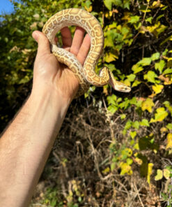 4DDABEF8 8378 4374 B7DA DC53C608DF22 1024x 247x296