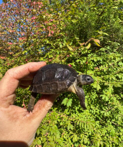 Aldabra Tortoise USA CB 2025 #3 (Aldabrachelys gigantea)
