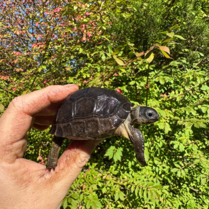 Aldabra Tortoise USA CB 2025 #3 (Aldabrachelys gigantea)