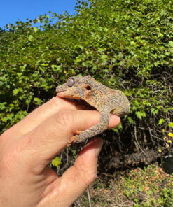 Gargoyle Gecko Adult Female #1 (Rhacodactylus auriculatus)