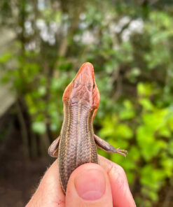 5186F78A 51F1 45AD 8D44 F7EEBFD39921 1024x 247x296