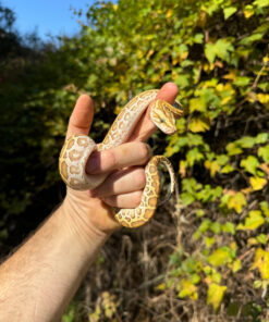 554D3263 4205 49E5 B799 63C83F978468 1024x 247x296