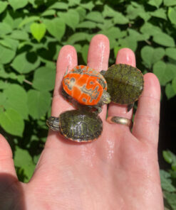 Northern Red Bellied Turtle Baby (Pseudemys rubriventris)