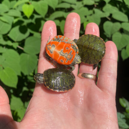 Northern Red Bellied Turtle Baby (Pseudemys rubriventris)