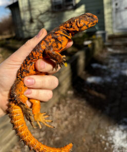 Alternative view of Red Niger Uromastyx Adult Pair #5 (Uromastyx geyri)