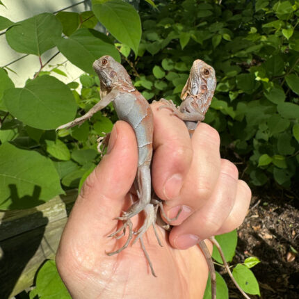 Purple Iguana Babies (Iguana iguana)