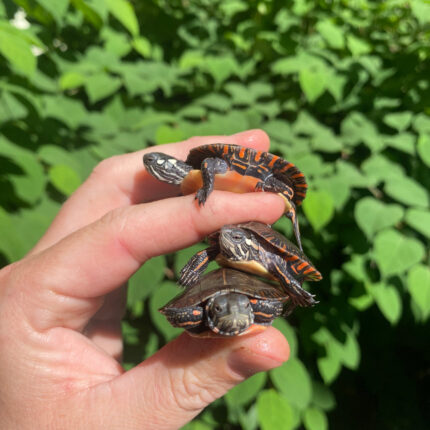 Eastern Painted Turtle Baby (Chrysemys picta)