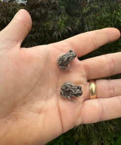 Eastern Spadefoot Toad CB Babies (Scaphiopus holbrookii)