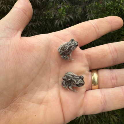 Eastern Spadefoot Toad CB Babies (Scaphiopus holbrookii)