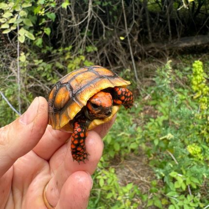 Cherrybomb Red Foot Tortoise Baby 2025 #1 (Chelonoidis carbonaria)