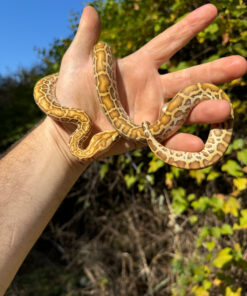 Hypo Burmese Python Female #2 (Python bivittatus)