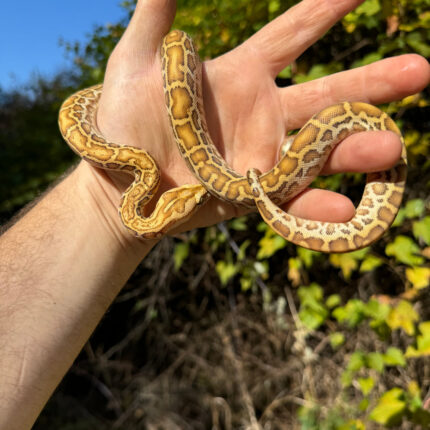 Hypo Burmese Python Female #2 (Python bivittatus)