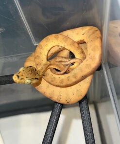 Amazon Tree Boa Baby 2023 CB #5 (Corallus hortulanus)