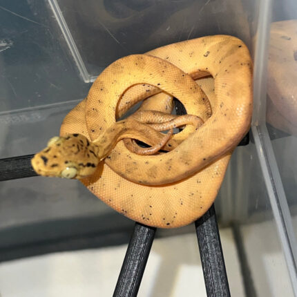 Amazon Tree Boa Baby 2023 CB #5 (Corallus hortulanus)