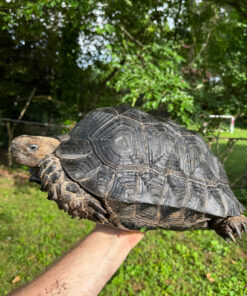 Burmese Black Mountain Tortoise For Sale