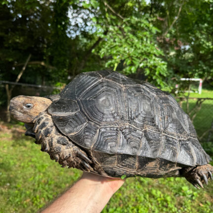 Burmese Black Mountain Tortoise For Sale