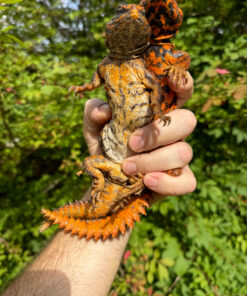 Alternative view of Super Red Niger Uromastyx Adult Pair #2 (Uromastyx geyri)